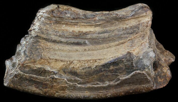 Pleistocene Aged Fossil Horse Tooth - South Carolina #45060